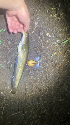 マナマズの釣果