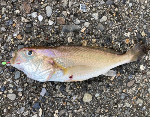 イシモチの釣果