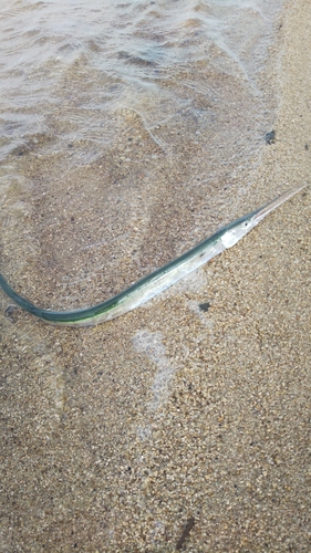 ダツの釣果