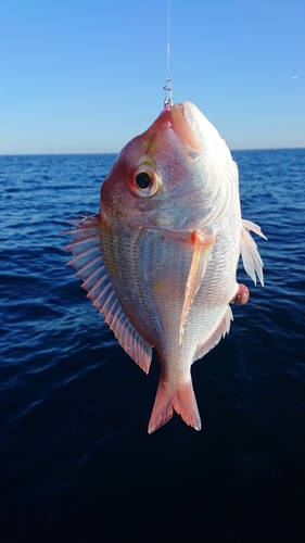 キダイの釣果