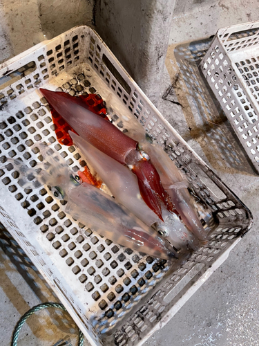 シロイカの釣果