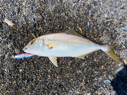 ショゴの釣果