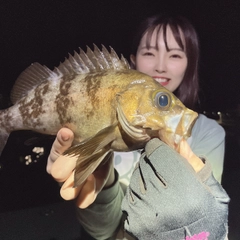 メバルの釣果