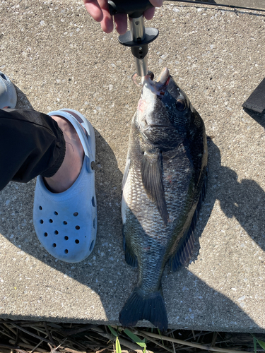 チヌの釣果