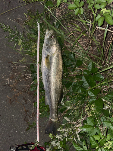 シーバスの釣果