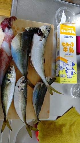 イカの釣果