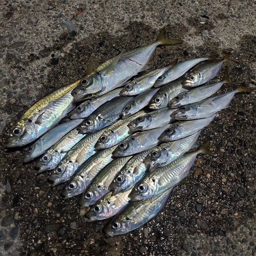 アジの釣果