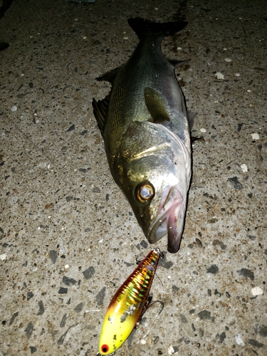 フッコ（マルスズキ）の釣果