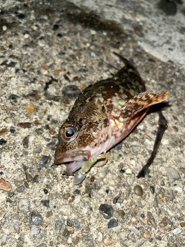 カサゴの釣果