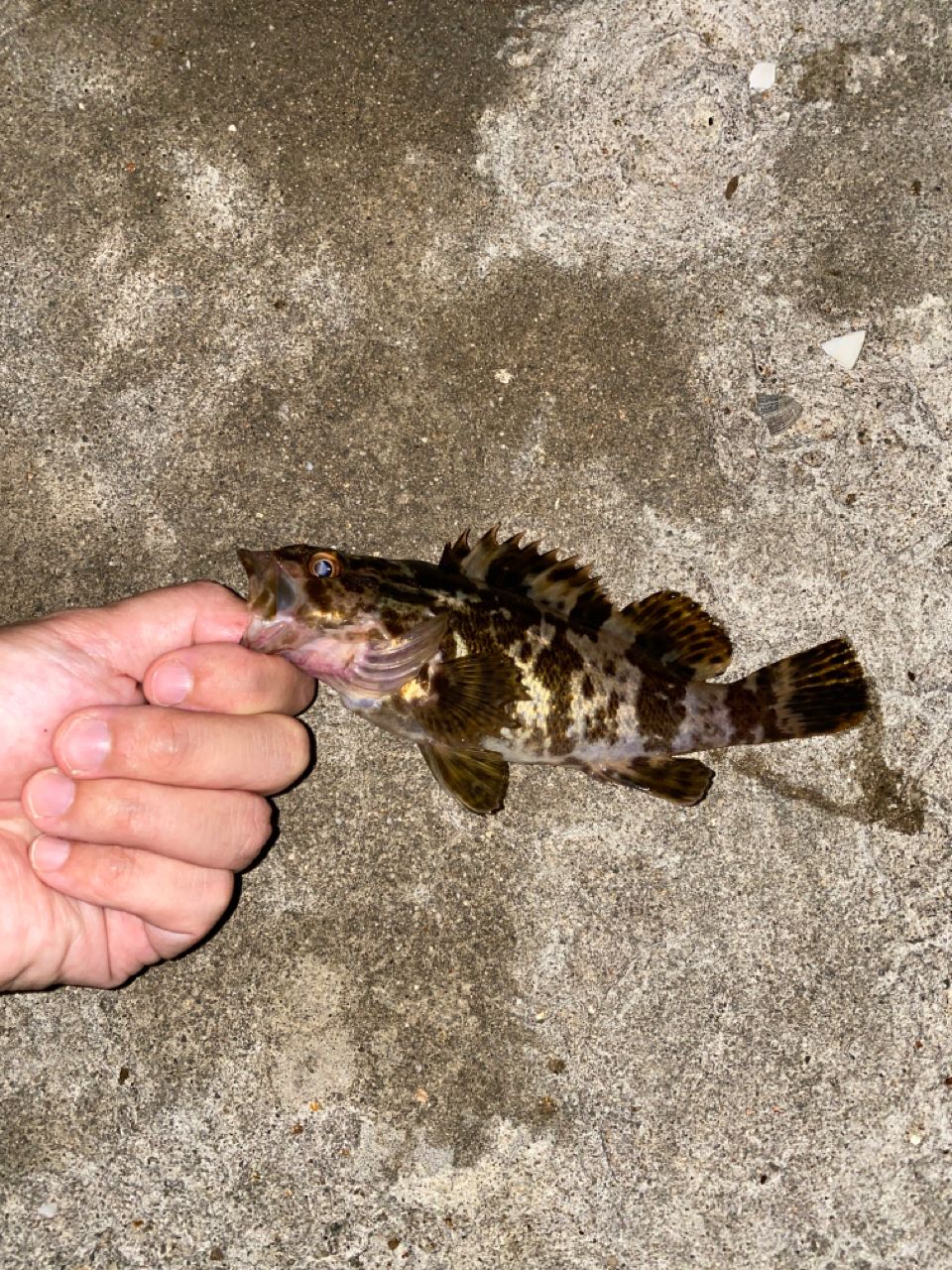 タケノコメバル