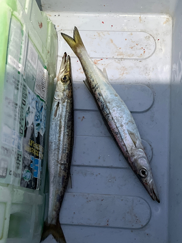 カマスの釣果