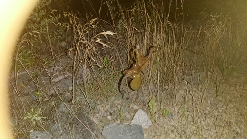 タコの釣果