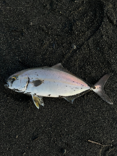 ショゴの釣果