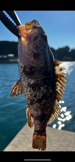 タケノコメバルの釣果