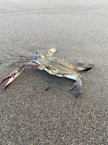 ワタリガニの釣果