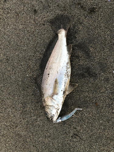 イシモチの釣果