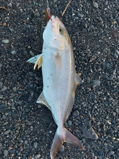 ショゴの釣果