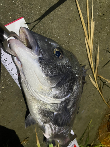 チヌの釣果