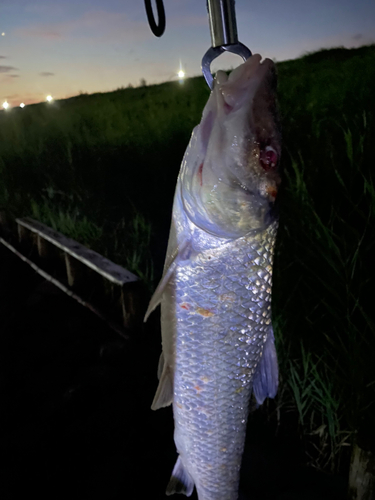 マルタウグイの釣果