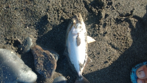 ショゴの釣果