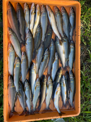 アユの釣果