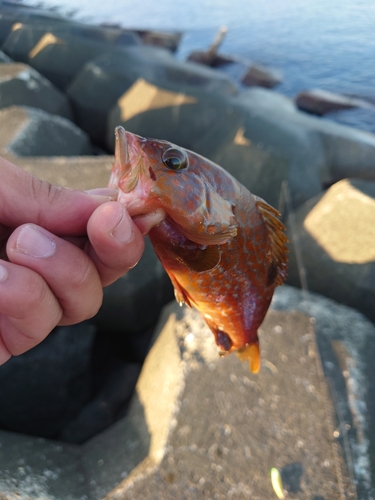 キジハタの釣果