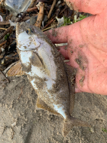 ショゴの釣果