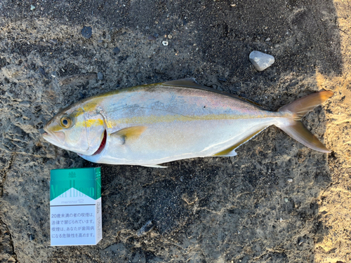 ショゴの釣果