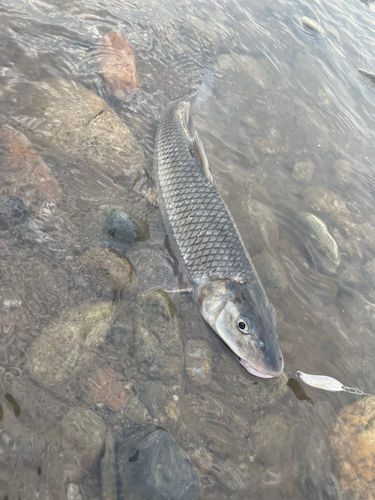 ナマズの釣果