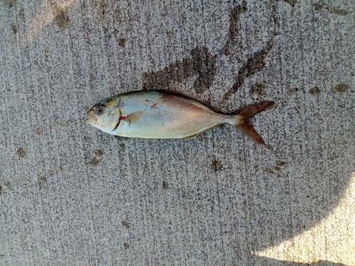 ショゴの釣果