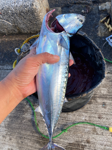 マルソウダの釣果