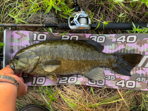 スモールマウスバスの釣果