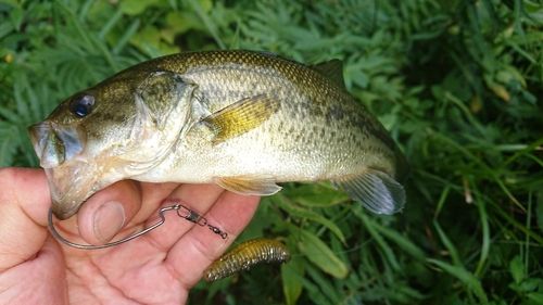 ブラックバスの釣果