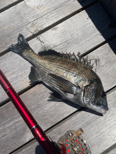 クロダイの釣果