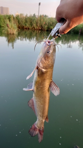 アメリカナマズの釣果