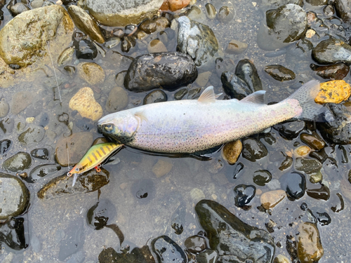 ニジマスの釣果