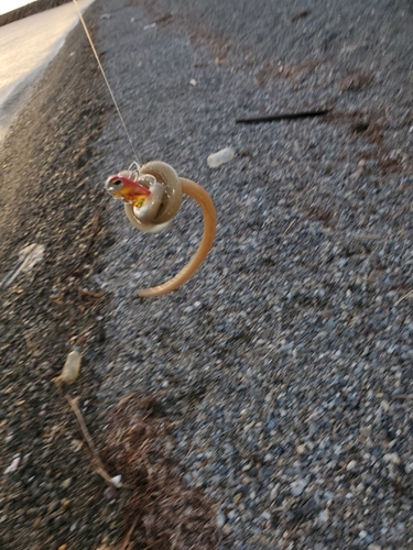 ダイナンウミヘビの釣果