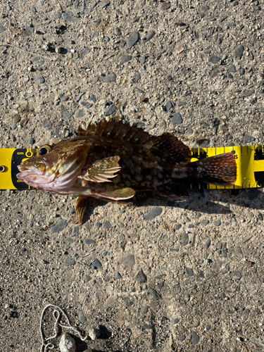 カサゴの釣果