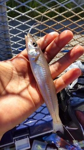 シロギスの釣果