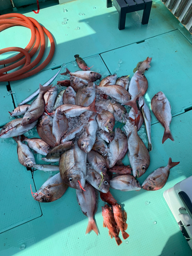 タイの釣果