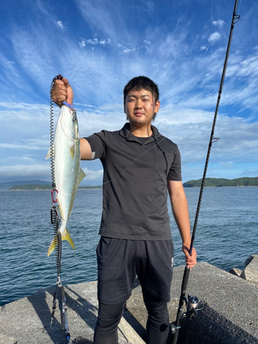 ハマチの釣果