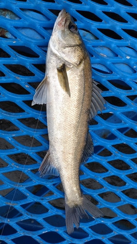 フッコ（マルスズキ）の釣果