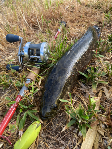 ライギョの釣果