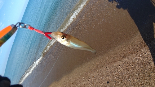 シロギスの釣果