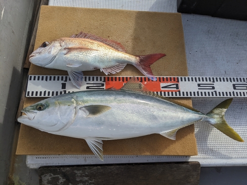 ハマチの釣果