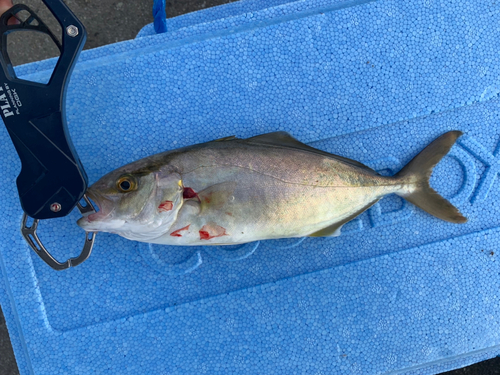 ショゴの釣果