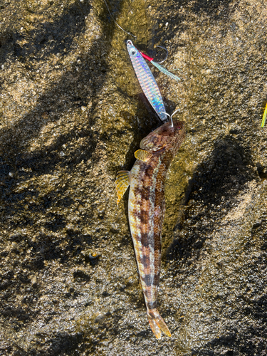 アカエソの釣果