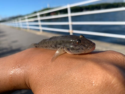 ハゼの釣果