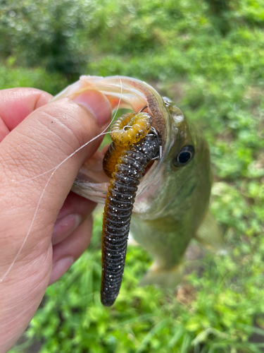 ブラックバスの釣果