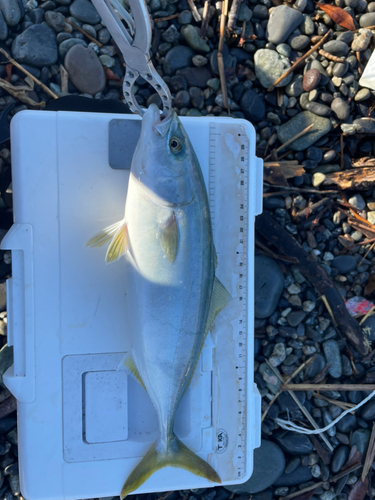 ショゴの釣果